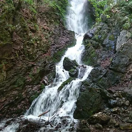 Goski Kopaonik * Brzeće