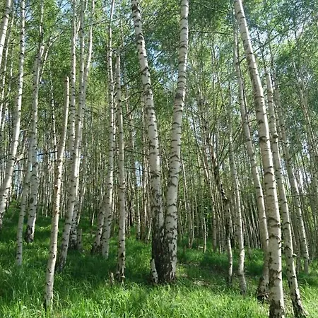 Goski Kopaonik Daire