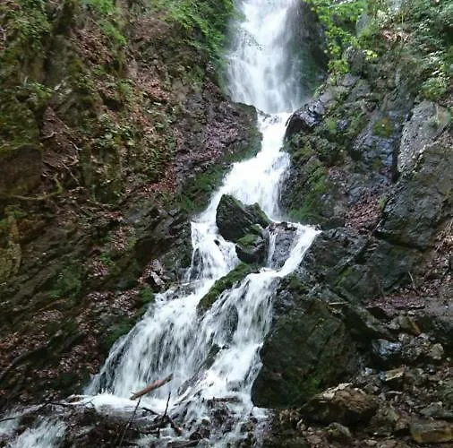 Goski Kopaonik * Brzeće
